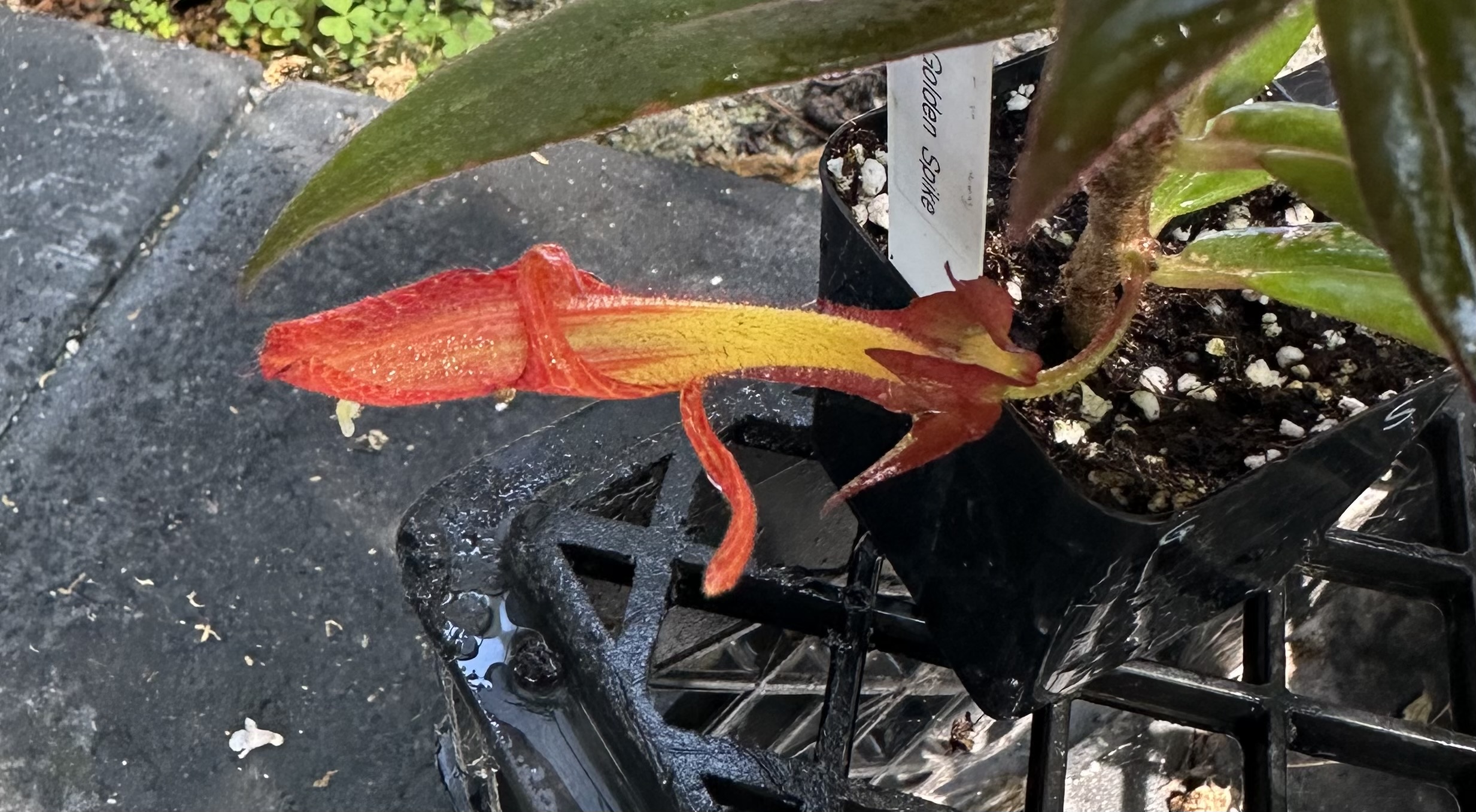 http://www.cloudjungle.com/cloudjungle/gesneriaceae/columnea/columnea golden spike flower1.jpeg